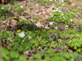 Early spring flowers blooming in spring forest