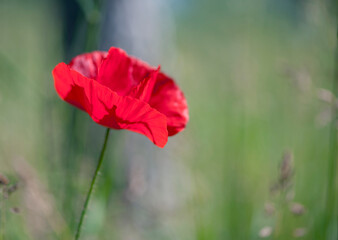 red poppy on a green background close-up