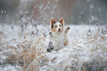 dog in snow, winter mood. border collie waving paws in nature. 