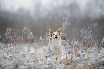 dog in snow, winter mood. border collie waving paws in nature. 