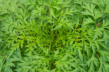 Top view of young green leaves of cosmos flower plant.