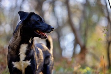 Naklejka premium Chien noir forêt nature automne - berger croisé border collie - animal domestique content heureux