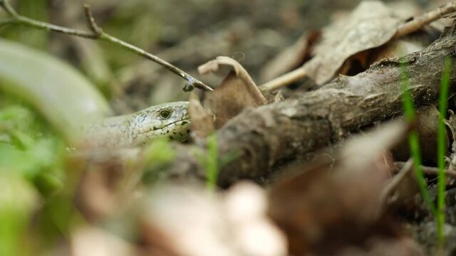 Ringelnatter auf Nahrungssuche auf dem Waldboden