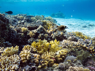 Colorful coral reef at the bottom of Red Sea