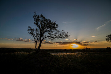 árbol al atardecer