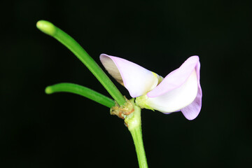 Fototapeta premium Bean flowers on a black background