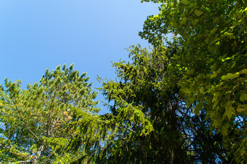 Nel Bosco in estate