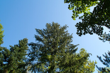 Nel Bosco in estate
