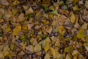 枯れ葉ーイチョウ