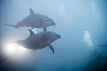 Fototapeta premium Two dolphins swimming together view under the water in the ocean