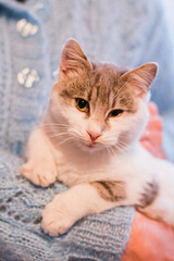 gray-white kitty on the background of a blue sweater