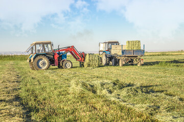 Alfalfa hay bales are loaded onto a trailer by a tractor in the countryside during the summer season.