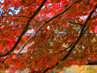 Colored Japanese maple leaves (Tochigi, Japan)