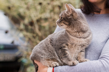 gray kitty in the arms of a girl in a gray sweater
