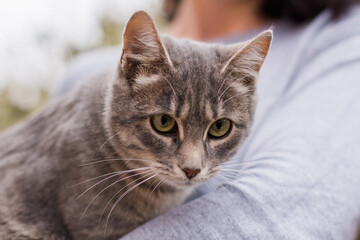 gray kitty in the arms of a girl in a gray sweater