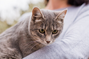 gray kitty in the arms of a girl in a gray sweater