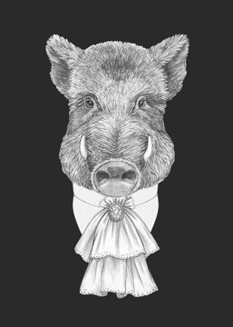 Portrait of Aristocrat Boar. Hand-drawn illustration.