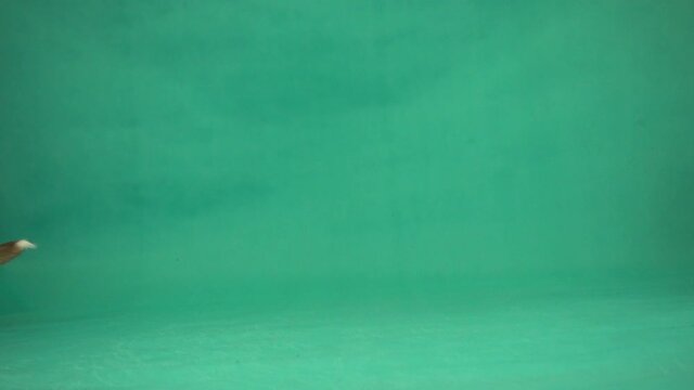 dog running on green screen