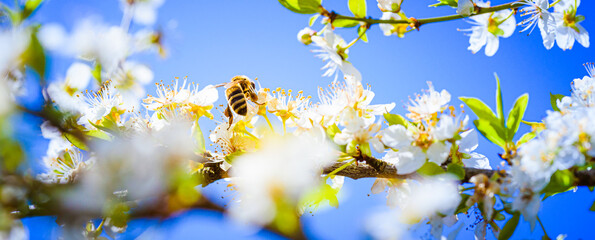 Closeup of a Honey Bee gathering nectar and spreading pollen on white flowers on cherry tree.