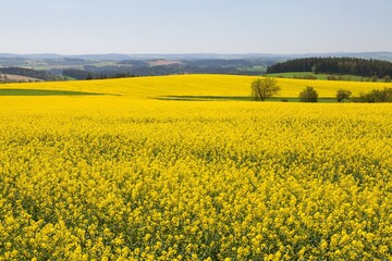Obraz premium rapeseed field canola or colza in Latin Brassica napus