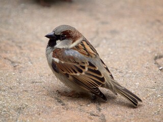 Sparrow on the ground looking for food