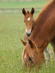 Cute Rare Breed Foal