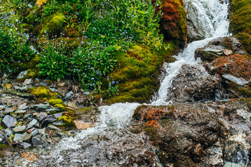 Scenic landscape with clear spring water stream among thick moss and lush vegetation. Mountain...