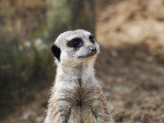 Cute Meerkat