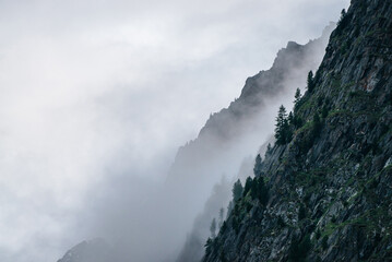 Ghostly foggy coniferous forest on rocky mountainside. Atmospheric view to big crags in dense fog. Low clouds among giant mountains with conifer trees. Minimalist dramatic scenery at early morning.