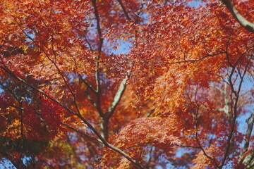 青空と赤い紅葉