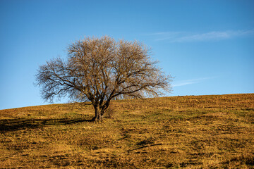Beautiful lonely tree without leaves on green and brown meadow and clear sky in autumn, Lessinia Plateau, Veneto, Verona province, Italy, Europe.
