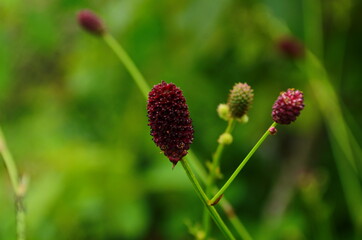 Wild flowers. (Great burnet, Sanguisórba officinális)