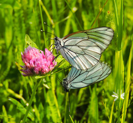 Two white butterflies on a pink flower