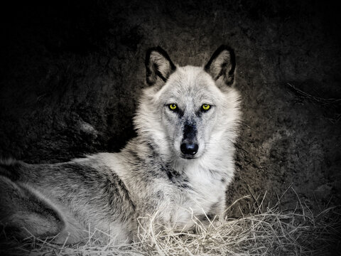 Portrait Of Wolf