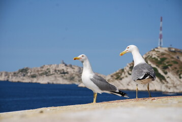 Pose de Goéland au Château d'If - île de Friou Marseille