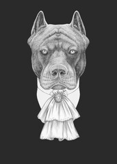 Portrait of Aristocrat Pit Bull. Hand-drawn illustration.