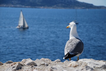 Pose de Goéland au Château d'If - île de Friou Marseille