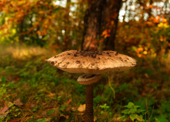 A huge mushroom at autumn in Mecklenburg-West Pomerania germany