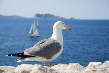 Pose de Goéland au Château d'If - île de Friou Marseille
