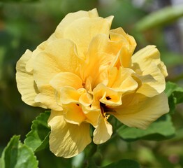Fototapeta premium Beautiful yellow flower blooming in a tropical garden