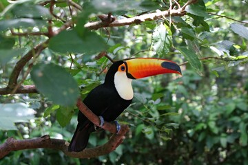 Toco Toucan / Ramphastos toco /. Growing lengths of around 60 cm, the beak can be up to 19 cm long. Iguazu National Park. Argentina.South America. © Rostislav