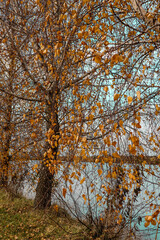 Autumn landscape near the pond. Blue water and yellowed grass. Birches with yellow leaves.