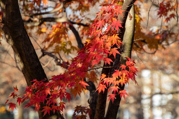 綺麗に色づくもみじの風景