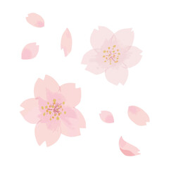 桜　花　花びら　水彩　手描き
