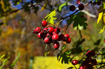 Red fruit of Crataegus pruinosa, known as hawthorn or single-seeded hawthorn ( may, mayblossom, maythorn, quickthorn, whitethorn, motherdie, haw ).