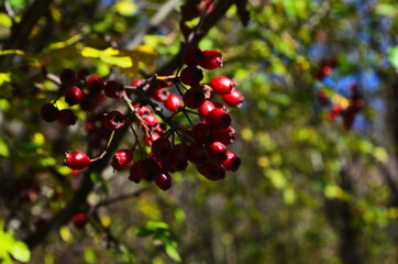 Obraz premium Red fruit of Crataegus pruinosa, known as hawthorn or single-seeded hawthorn ( may, mayblossom, maythorn, quickthorn, whitethorn, motherdie, haw ).