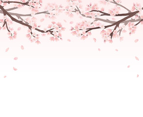 桜　ピンク背景　フレーム 水彩　手描き
