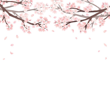 桜　白背景　フレーム 水彩　手描き

