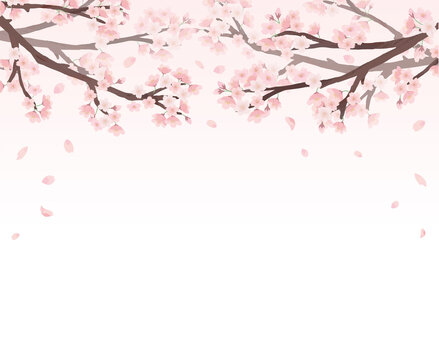 桜　ピンク背景　フレーム 水彩　手描き
