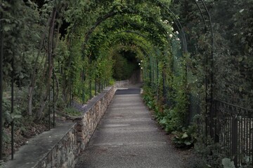 Path through plants